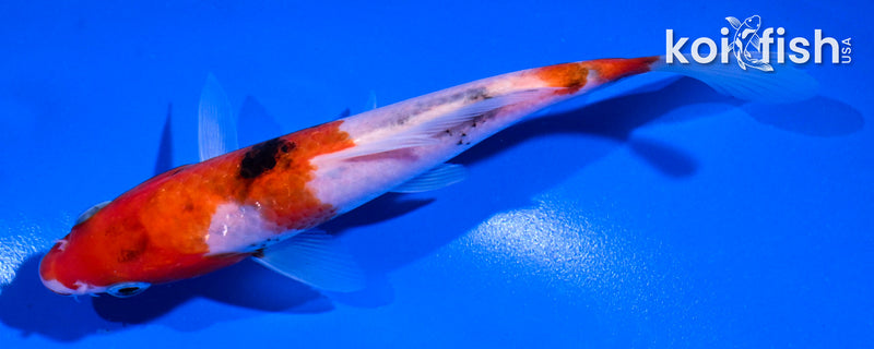5.5" SANKE