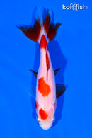 5" WAKIN GOLDFISH