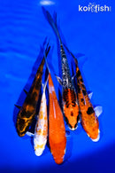 PACK OF (5) 5-6" IMPERFECT STANDARD KOI