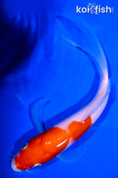 7.5" KOHAKU BUTTERFLY