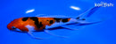 7.5" GINRIN SANKE BUTTERFLY