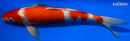 15" YONDAN KOHAKU