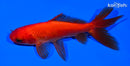 5.25" WAKIN GOLDFISH