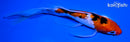 7.5" GINRIN SANKE BUTTERFLY