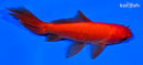 5.25" WAKIN GOLDFISH