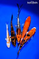 PACK OF (5) 5-6" IMPERFECT STANDARD KOI