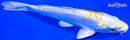 6" DOITSU LEMON HARIWAKE