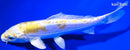 6" DOITSU LEMON HARIWAKE