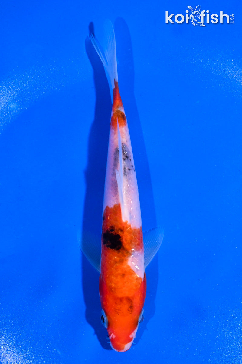 5.5" SANKE