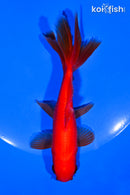 5.25" WAKIN GOLDFISH