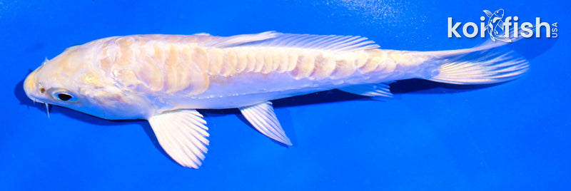 5" ARAGOKE LEMON HARIWAKE