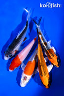 PACK OF (5) 4-5" STANDARD KOI