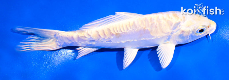 5" ARAGOKE LEMON HARIWAKE