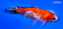 4" WAKIN GOLDFISH