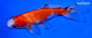 4" WAKIN GOLDFISH