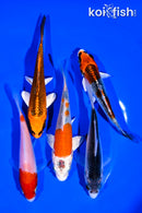 PACK OF (5) 4-5" STANDARD KOI
