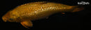 14" GINRIN METALLIC CHAGOI
