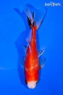 4" WAKIN GOLDFISH