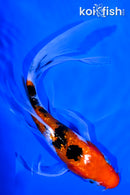7.5" GINRIN SANKE BUTTERFLY