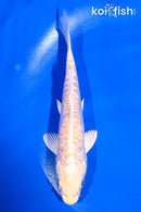 5" ARAGOKE LEMON HARIWAKE