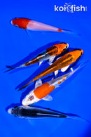 PACK OF (5) 4-5" STANDARD KOI