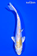 6" DOITSU LEMON HARIWAKE