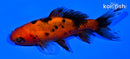 4.75" WAKIN GOLDFISH