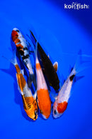 PACK OF (5) 4-5" STANDARD KOI