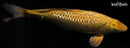 14" GINRIN METALLIC CHAGOI