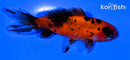 4.75" WAKIN GOLDFISH