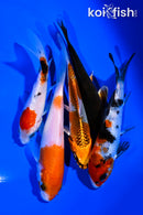 PACK OF (5) 4-5" STANDARD KOI