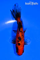 4.75" WAKIN GOLDFISH