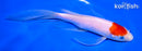 7.25" KOHAKU BUTTERFLY