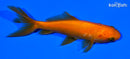 4" WAKIN GOLDFISH
