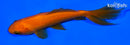 4" WAKIN GOLDFISH