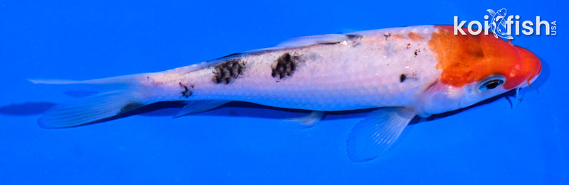5" SANKE
