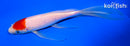 7.25" KOHAKU BUTTERFLY