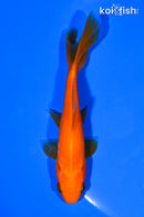 4" WAKIN GOLDFISH