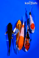 PACK OF (5) 4-5" STANDARD KOI