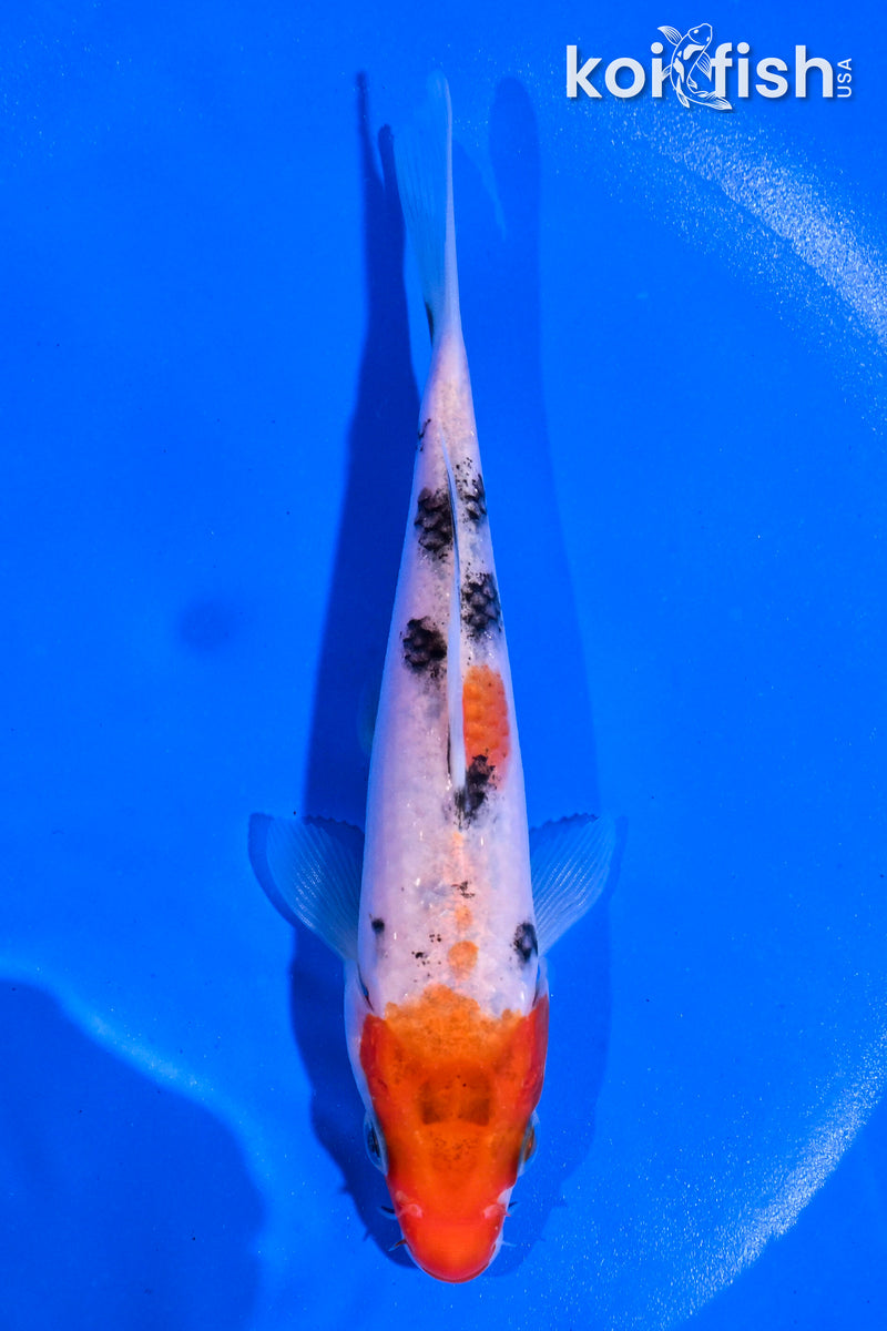 5" SANKE