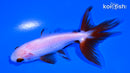 4.25" WAKIN GOLDFISH