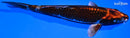 7.5" BENI GINGA
