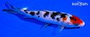 6" MARUTEN SANKE