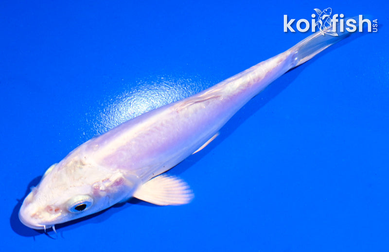 5" DOITSU PLATINUM OGON