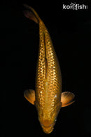 14" GINRIN METALLIC CHAGOI