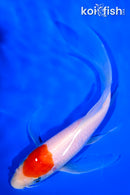 7.25" KOHAKU BUTTERFLY