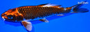 7.5" BENI GINGA