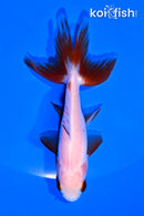4.25" WAKIN GOLDFISH
