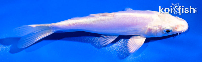 5" DOITSU PLATINUM OGON