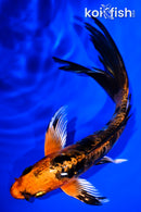 6.25" BENI KIKOKURYU BUTTERFLY